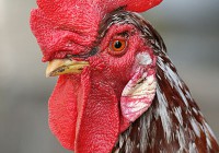 Rooster_portrait2