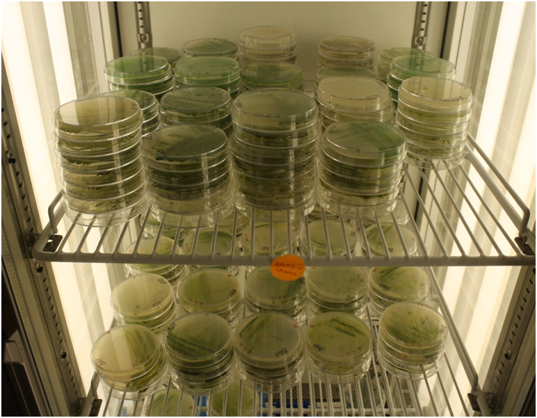 Microalgae culture plates in a growth chamber at QUCCCM