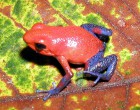 Strawberry poison dart frog credit Wikimedia Pstevendactylus