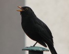 529px-Blackbird,_singing