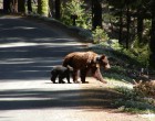 Bear crossing road, credit Rachel Mazur