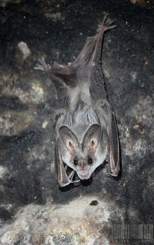 On Biology Emotional signals of a false vampire bat