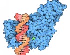 DNMT1 bound to DNA. Image source RSCB PDB