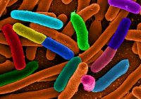 False colour E. coli