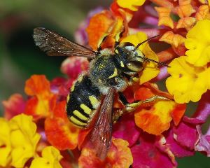 A solitary bee; source: Sajjad Fazel (CC BY-SA 3.0)