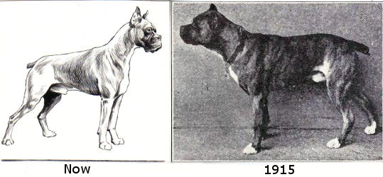 The boxer’s shape has changed dramatically over the last century as a result of overbreeding, now increasingly prone to arthritis, hip dysplasia and overheating. Images from public domain.
