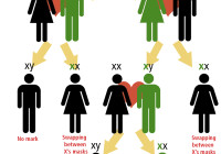 Diagram of inheritance of X chromosome with mark