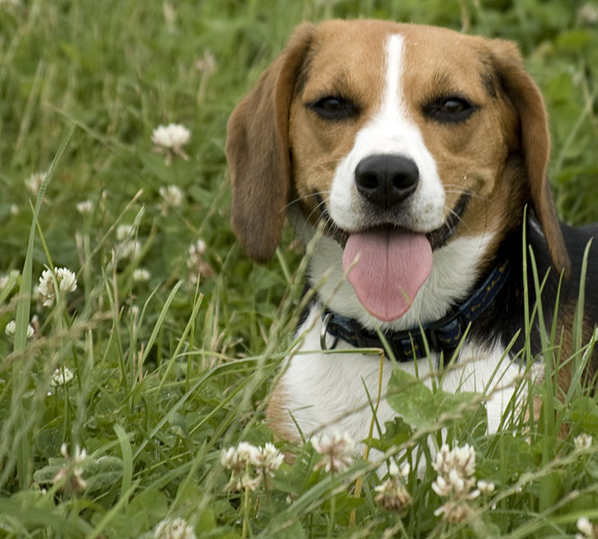 Repetitive licking can be a symptom of canine compulsive disorder. Image by Flickr user Jimmy van Hoorn.