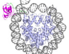 Nucleosome binding - 2848916349450799