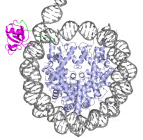 Nucleosome binding – 2848916349450799