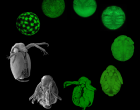 Daphnia magna at various stages of development.