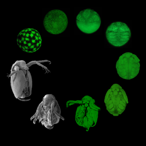 Daphnia magna at various stages of development. 