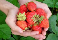 Holding strawberries