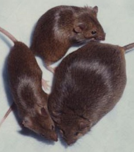 An FTO mouse (from a news story 'confirming' the role of FTO in obesity)