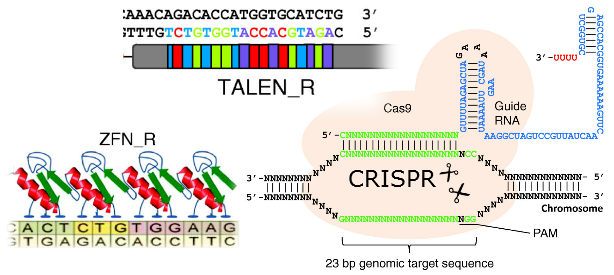 Erase/Rewind: editing the epigenome - On Biology
