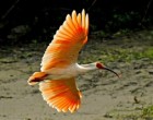 Crested-Ibis-6.-Credit-Ningshan-branch-of-State-Forestry-Administration-China-300×199