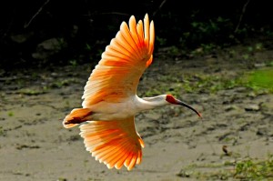Crested-Ibis-6.-Credit-Ningshan-branch-of-State-Forestry-Administration-China-300x199