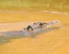 Estuarine crocodile with GPS tag. Image Credit: Craig E. Franklin