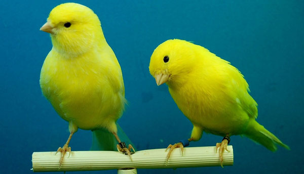 What can the canary genome tell us about the evolution of birdsong? - On  Biology