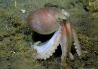 Antarctic octopod Pareledone sp. Please credit Tomas Lundälv 1