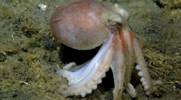 Antarctic octopod