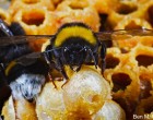 The bumblebee Bombus terrestris