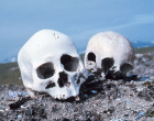 Skulls – no copyright