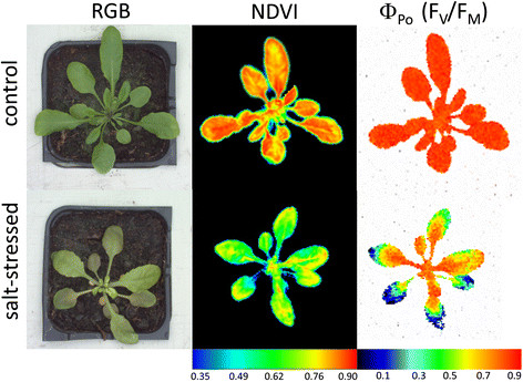 Simultaneous analysis of control and salt-stressed Arabidopsis plants, using RGB, hyperspectral and Chl fluorescence imaging