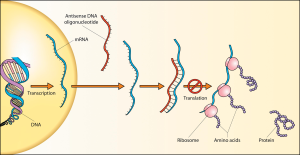 How antisense DNA can interfere with protein synthesis