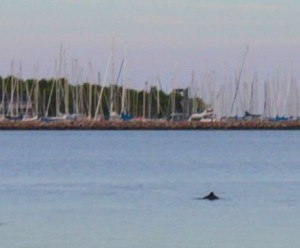 Porpoise close to harbour