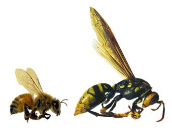 wasp bee evolution