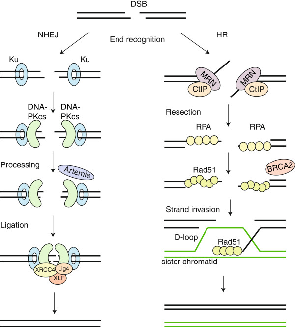 On the left: NHEJ; on the right: homology-directed repair. The latter is much slower and requires a template, but at the same time repairs DNA in a much more precise way.