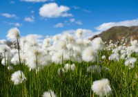 cotton-grass-680623_1280