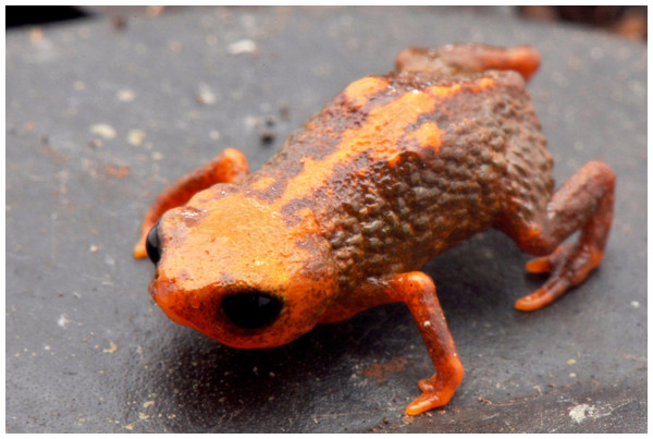 Miniature toad