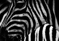 zebra featured