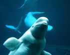 Beluga whales call out when in isolation