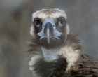 Why did we want to sequence the genome of the cinereous vulture?