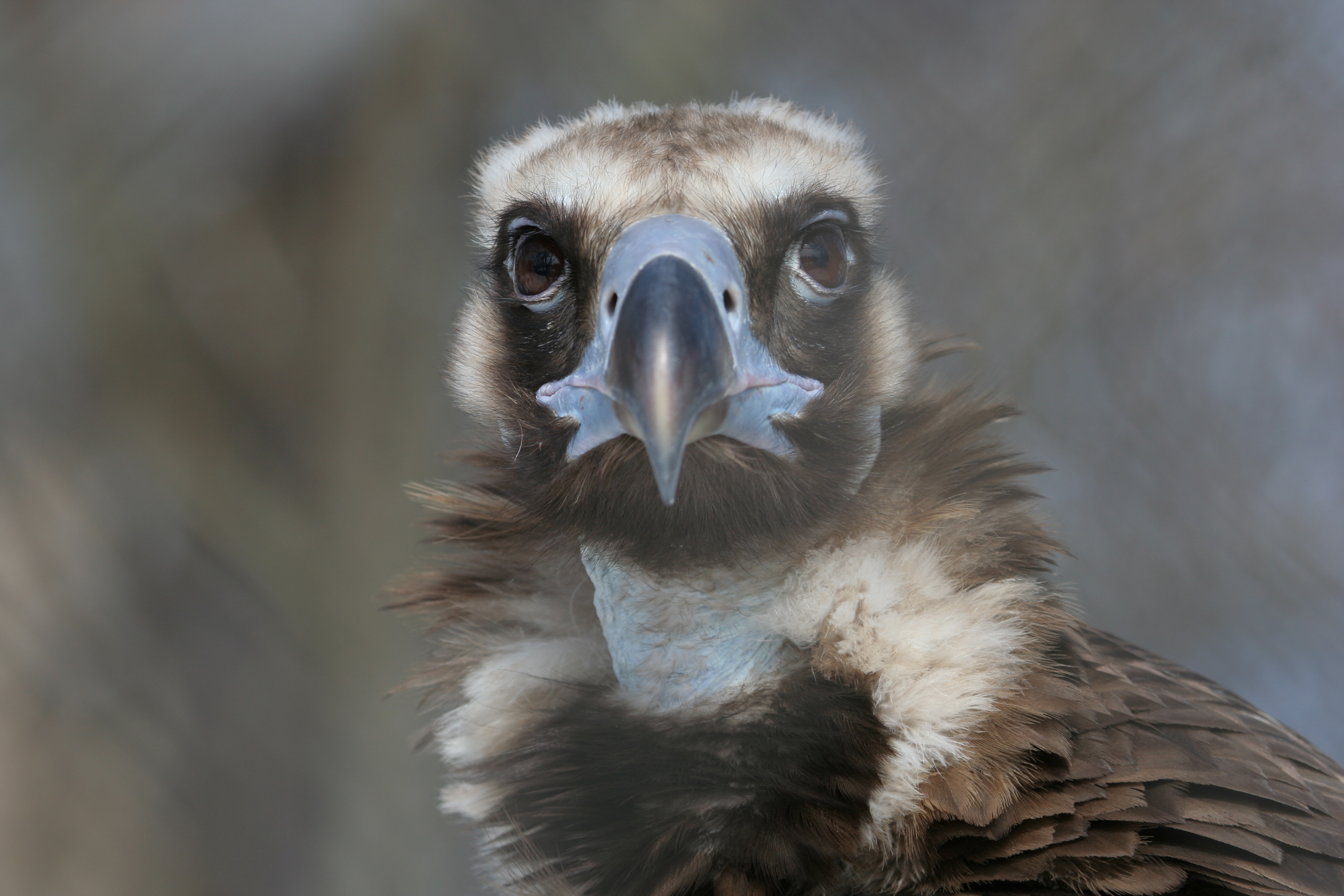 A Vulture S Scavenging Secrets On Biology,Whats An Infant Fever