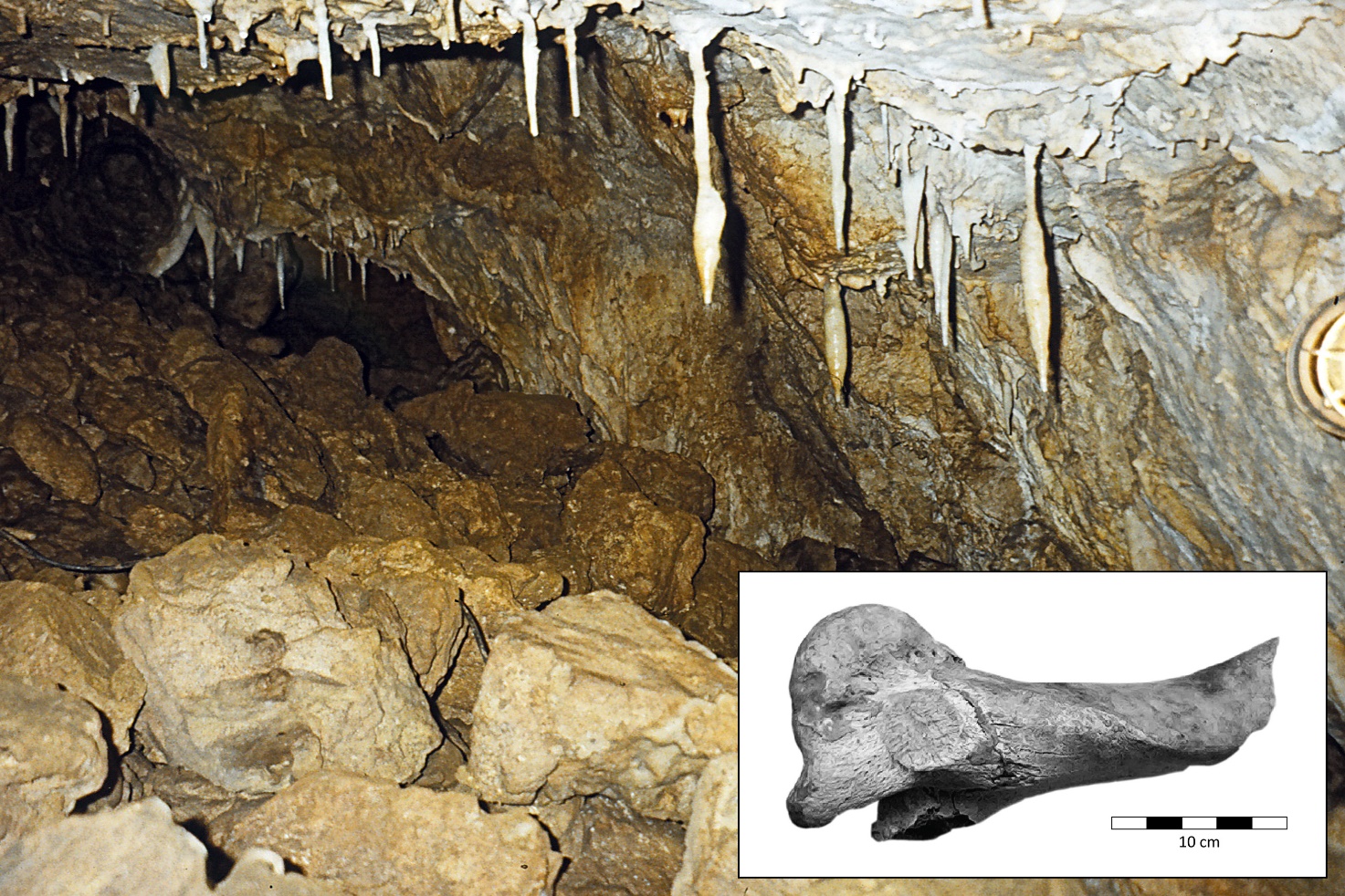 The interior of Carsington Pasture Cave, Derbyshire, UK with an inset photograph of the aurochs bone used for genome sequencing (CPC98, radiocarbon dated to 6,738 ± 68 calibrated years before present).