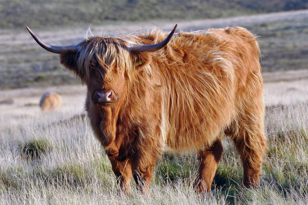 Scottish Highland cattle display the strongest genomic signal of ancient crossbreeding with British aurochs. 