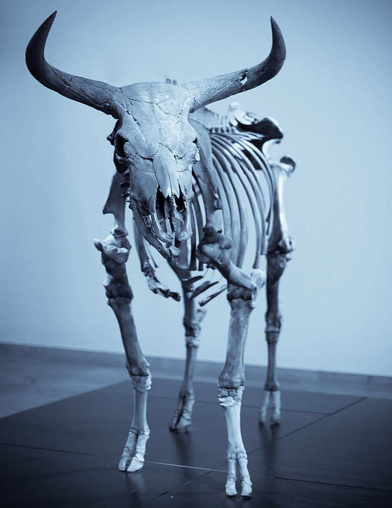 Mounted skeleton of a European aurochs in the National Museum of Denmark in Copenhagen. Aurochs were significantly larger than modern domestic cattle with bulls reaching a height of 180 cm at the shoulder.