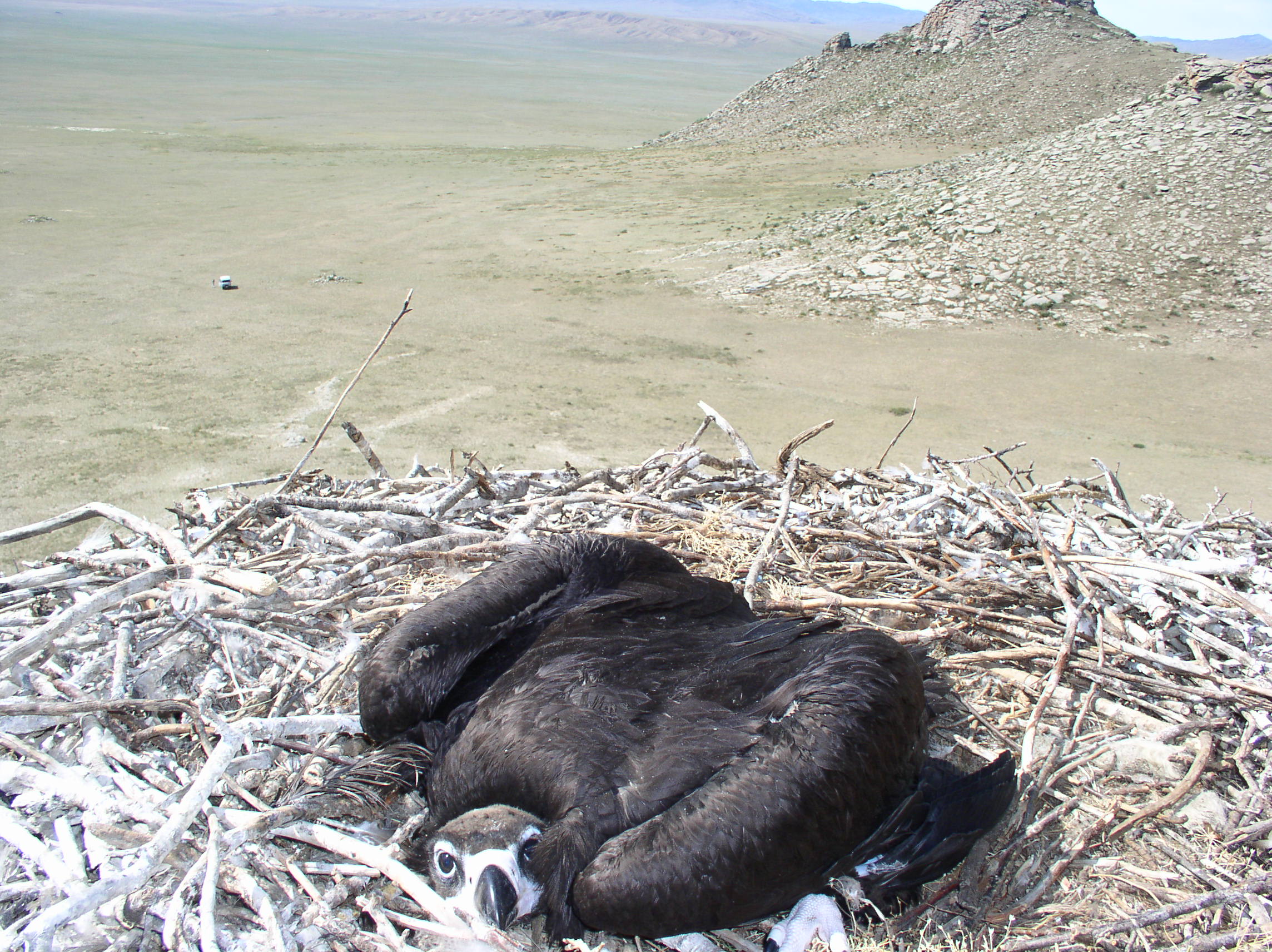 A vulture protecting its nest