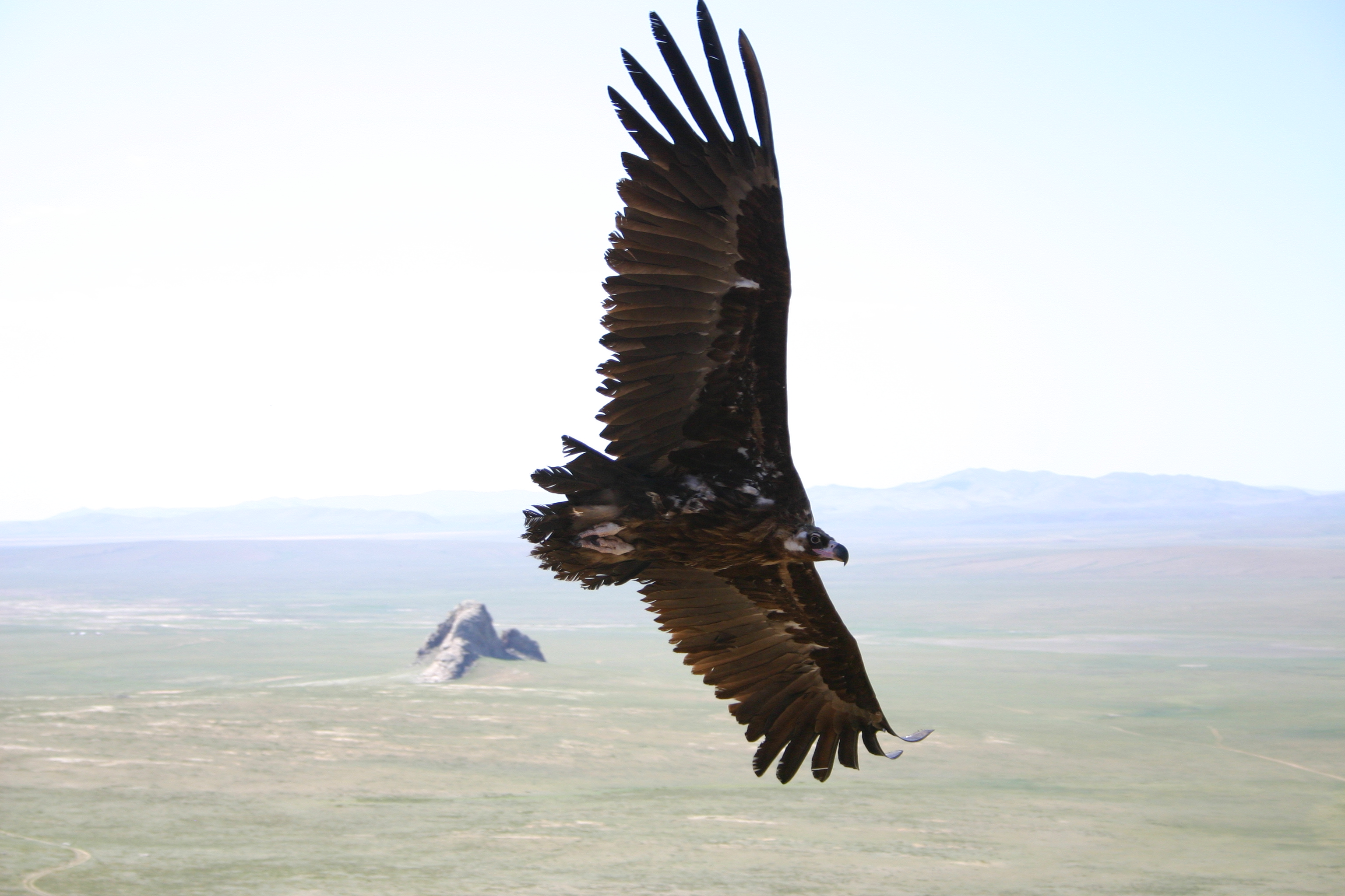 Old and new world vultures now share similar genetic profiles