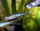 Zebrafish (Danio rerio)