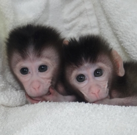 First primates to have their genomes edited.