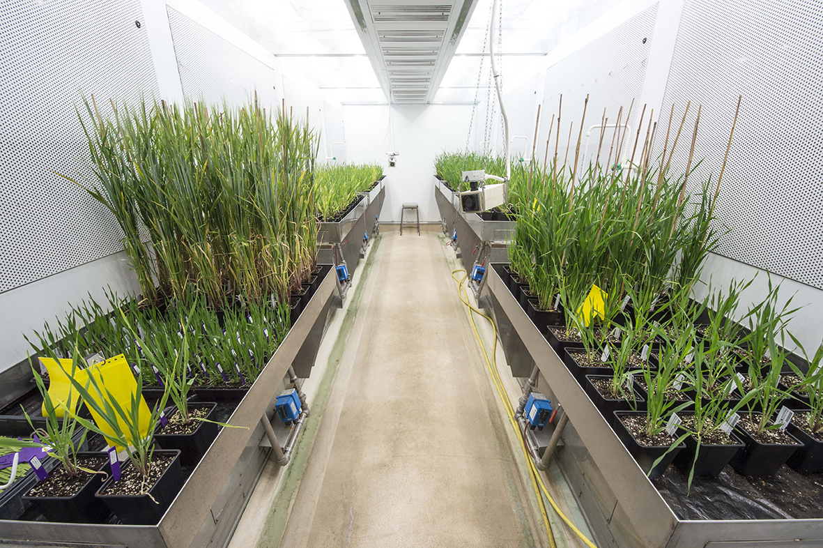 Growing crops in the lab