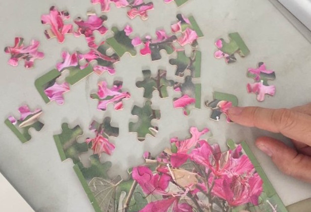 Assembling the Bauhinia genome will be a bit like a jigsaw puzzle
