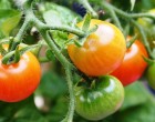 Precise editing of tomato genome