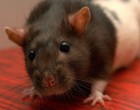 How does the estrous cycle affect gene expression in female rats?