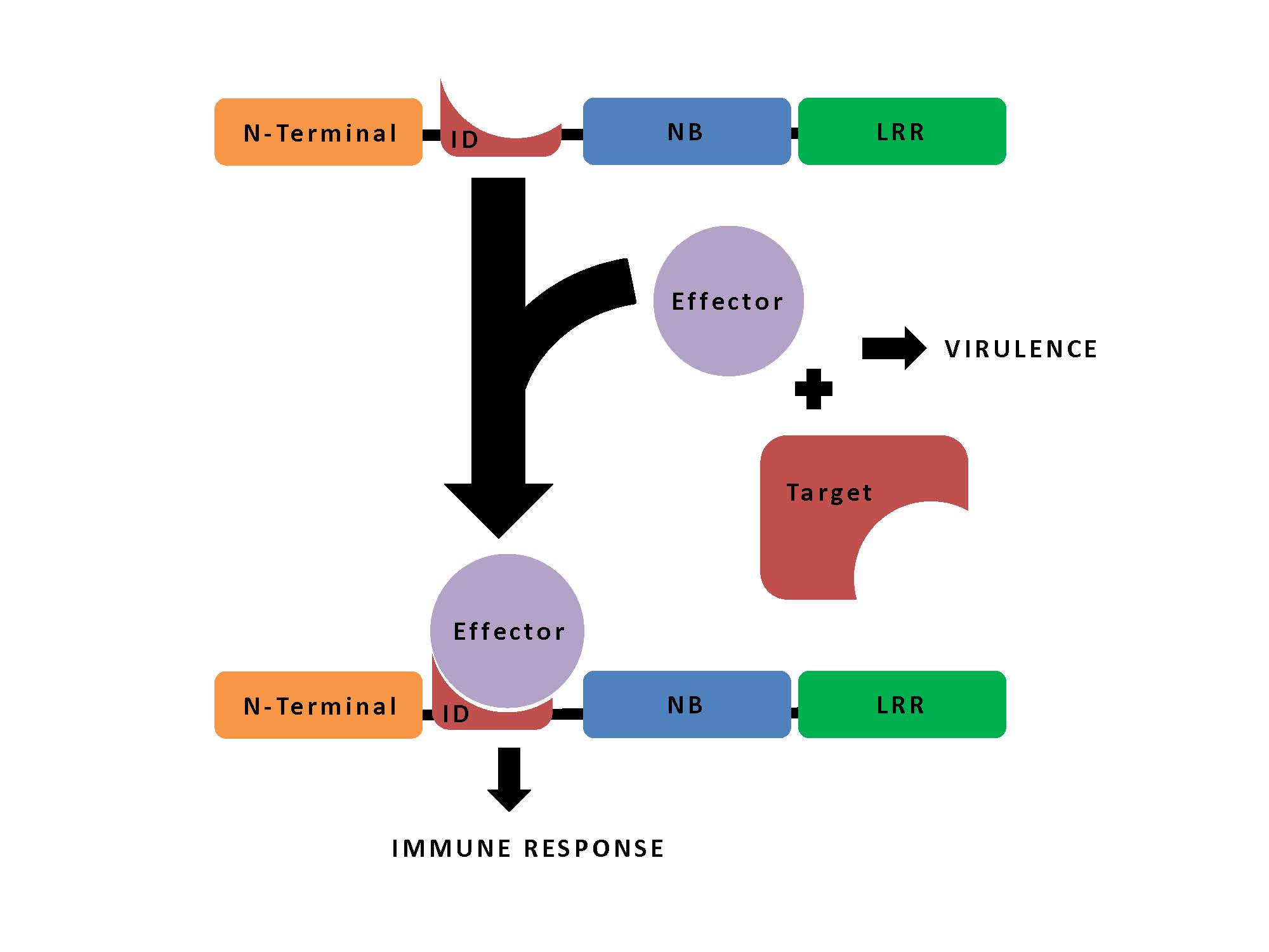 A schematic of NLR-ID mediated immunity. 